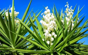 yucca-white-flower-flower-stalk-shutterstock-com_12863 (resized)